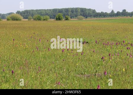 Schönes, farbenprächtiges, feuchtes Grasland mit vielen blühenden wilden Orchideen und Butterkuppen und Rasseln in der Frühlingssonne in holland Stockfoto