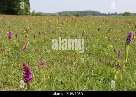 Ein feuchtes Grasland mit vielen lila blühenden wilden Orchideen und gelben Butterblumen und Rasseln im Frühling Stockfoto