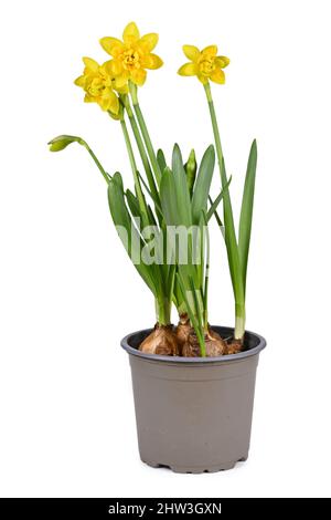 Frühlingsblume Pflanze 'Narcissus Clamineus Tete Boucle' in Blüte in Blumentopf auf weißem Hintergrund Stockfoto