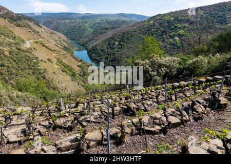 Wunderschöne Landschaft der Weinberge in der Ribeira Sacra entlang des Flusses Sil (Lugo, Galicien, Spanien) Stockfoto