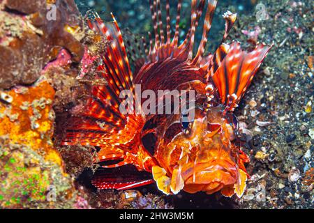 Pterois ist eine Gattung giftiger Meeresfische, die allgemein als Löwenfisch bekannt ist Stockfoto