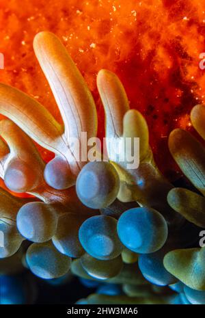 Seeanemonen sind eine Gruppe von Marine, räuberische Tiere der Bestellung Actiniaria Stockfoto