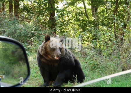 Mutter Braunbär neben der Straße, Foto aus meinem Auto, Transfagarasan Highway, Rumänien 2021 Stockfoto