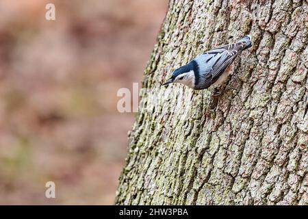 Weißbrustnuthatch auf der Suche nach Insekten im Skidaway Island State Park, GA. Stockfoto