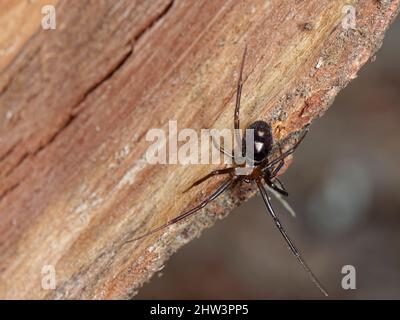 Falsche schwarze Witwe oder Schrankspinne (Steatoda grosa) Weibchen hängen an einem Seidenfaden aus gelagertem Brennholz in einem Gartenschuppen, Wiltshire, Großbritannien, Februar. Stockfoto