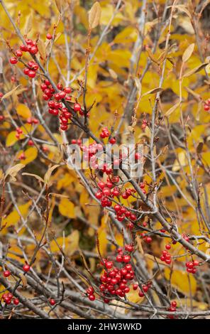 Heidelbeeren, Wildpflanzen, Herbst, Arktis, Brooks Range Mountains, Alaska Stockfoto