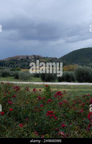 Wandern auf Hügeln in der Nähe von Abbazia Sant'Antimo, Montalcino, Toskana, Italien. Toskanische Landschaft mit Zypressen, Weinbergen, Wäldern und Olivenbäumen in Clou Stockfoto