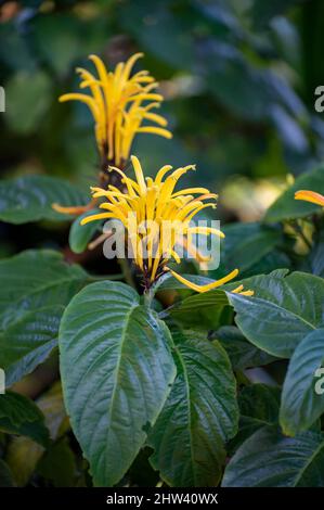 Blüte der gelben jacobinia-Tropenpflanze Justicia aurea aus Mittelamerika aus nächster Nähe Stockfoto