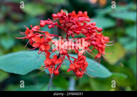 Blüte von roten clerodendrum buchananii Blumen im botanischen Garten Stockfoto