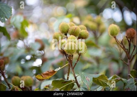 Bixa orellana oder Achiote-Pflanze, Quelle von Annato, natürliche orange-rote Würze für Lebensmittelfarben, Körperfarbe, Gewürz Stockfoto