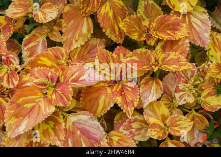 Solenostemon - Coleus im Spätsommer. Stockfoto