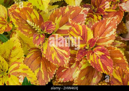 Solenostemon - Coleus im Spätsommer. Stockfoto