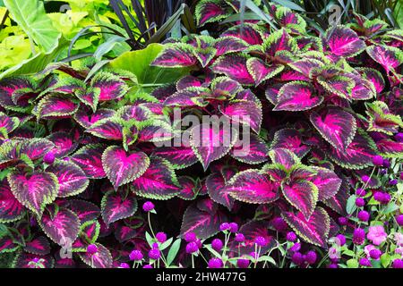 Gemischte Grenze mit Solenostemon - Coleus und Gomphrena globosa - Globe Amaranth im Spätsommer. Stockfoto