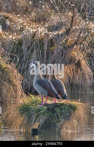 Ägyptische Gans auf dem grünen Gras Stockfoto