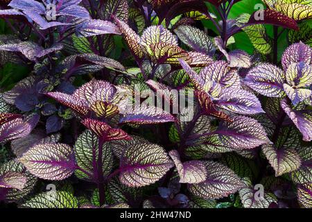 Solenostemon - Coleus im Spätsommer. Stockfoto