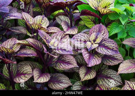 Solenostemon - Coleus im Spätsommer. Stockfoto