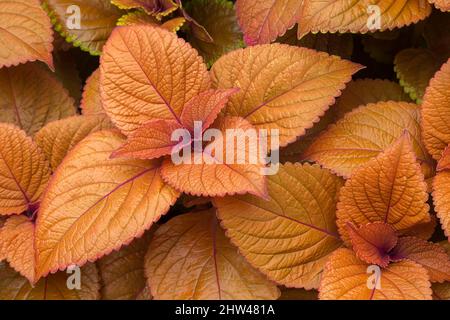 Solenostemon - Coleus Blätter im Spätsommer. Stockfoto