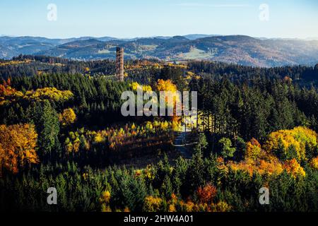 Schöne Aussicht auf einen grünen Wald im Herbst Stockfoto
