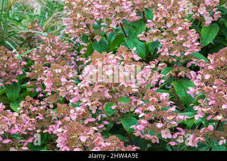 Hortensia paniculata Strauch mit rosa Blüten im Spätsommer. Stockfoto