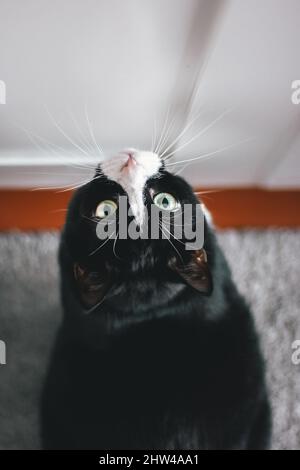 Schwarze flauschige Katze mit gelben Augen sitzt auf einem weißen Boden und schaut nach oben Stockfoto