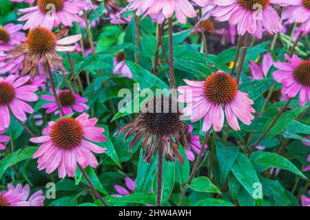 Echinacea purpurea - Kegelblumen beginnen, wegen des Fehlens von Niederschlägen im Spätsommer zu welken. Stockfoto