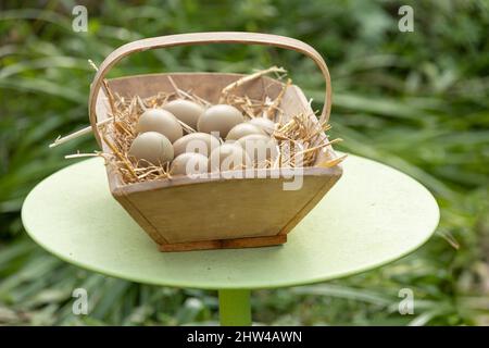 Hühner-Khaki-Eier in einem Korb draußen Stockfoto