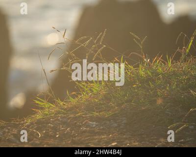 Morgensonne, die auf spindelndem, drahtigem grünen Gras am Hang der Landzunge mit Blick auf den blauen Pazifik, NSW Australien, scheint Stockfoto