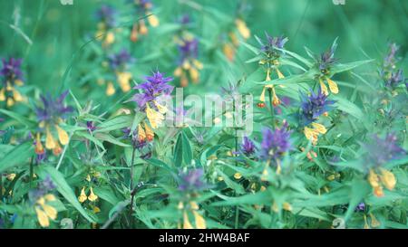 Kuhwit Aus Holz. Archivmaterial. Schöne helle Blumen wachsen mit blauen und gelben Bud genannt Ivan da Marya. Helle Knospen auf dem Hintergrund von grünem Gras Stockfoto