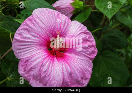 Hibiscus moscheutos 'Southern Belle' - Gemeine Rosenmallow mit Regentropfen im Spätsommer. Stockfoto