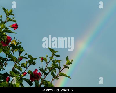 Rote Hibiskusblüten, blauer Himmel, Regenbogen, schöner Tag in einem Küstengarten, subtropisches Klima, Australien. Textbereich für Präsentationshintergrund. Stockfoto