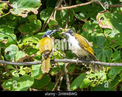 Vögel fressen, Blaugesichtige Honigfresser oder Bananenvögel füttern ihr ziemlich großes und anspruchsvolles Junggeblück auf einem Ast von grünem Küstenbaum, Australien Stockfoto