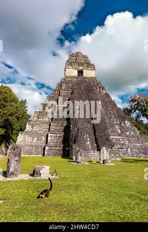 Coatimundi vor Tempel I im Tikal Nationalpark, Petén, Guatemala Stockfoto