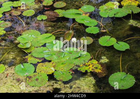 Nymphaea alba - Seerose mit Braunfleckkrankheit und Chlorophyta - Grüne Algen im Teich im Spätsommer. Stockfoto