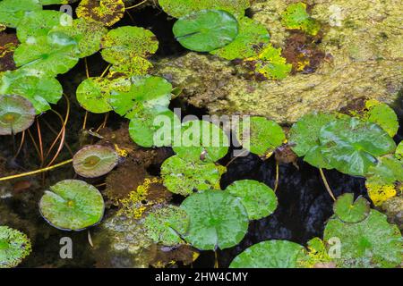 Nymphaea alba - Seerose mit Braunfleckkrankheit und Chlorophyta - Grüne Algen im Teich im Spätsommer. Stockfoto