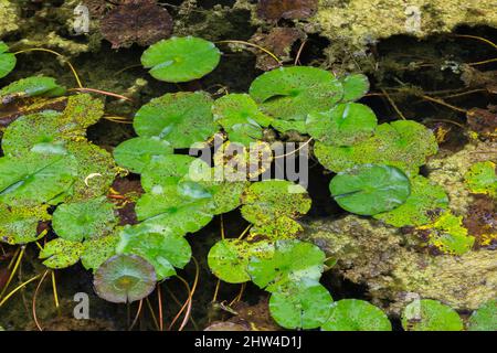 Nymphaea alba - Seerose mit Braunfleckkrankheit und Chlorophyta - Grüne Algen im Teich im Spätsommer. Stockfoto