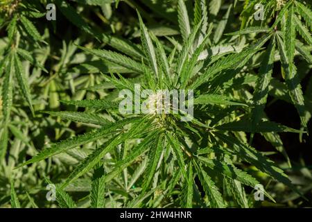 Cannabis sativa - Marihuanapflanzen im Spätsommer. Stockfoto