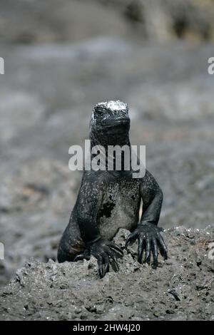 Adult Marine Iguana Amblyrhyncus cristatus auf der Insel Espanola im Galapagos Archipel Pazifischer Ozean Ecuador auch als Hood Island bekannt Stockfoto