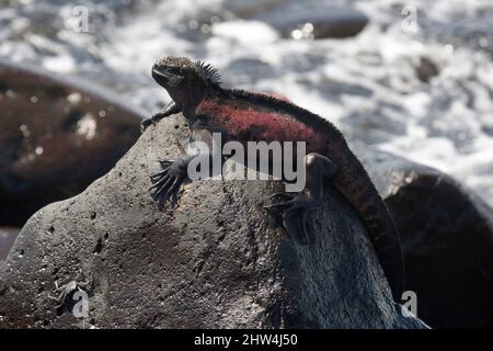 Adult Marine Iguana Amblyrhyncus cristatus auf der Insel Espanola im Galapagos Archipel Pazifischer Ozean Ecuador auch als Hood Island bekannt Stockfoto