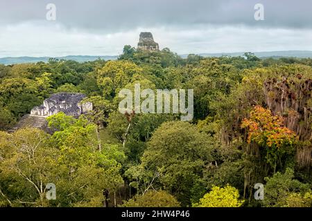 Tempel IV erhebt sich über dem Dschungel im Tikal Nationalpark, Petén, Guatemala Stockfoto