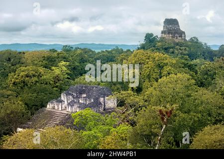 Tempel IV erhebt sich über dem Dschungel im Tikal Nationalpark, Petén, Guatemala Stockfoto