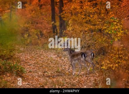 Zwei Hirte (dama dama) am herbstlichen Zaubermorgen, in den Wäldern Rumäniens Stockfoto