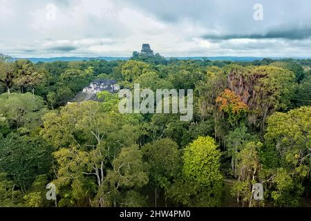 Tempel IV erhebt sich über dem Dschungel im Tikal Nationalpark, Petén, Guatemala Stockfoto