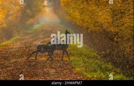 Wilde Hirte (dama dama) im herbstlichen Zaubermorgen, in den Wäldern Rumäniens Stockfoto