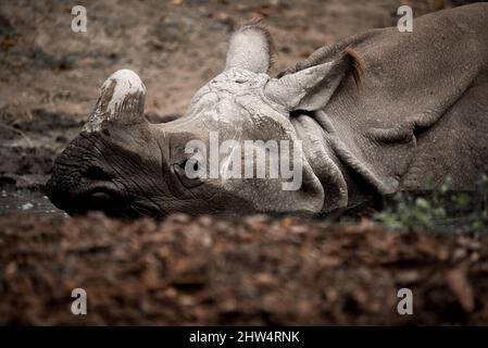 Aufnahme eines Nashorns, das in flachem schlammigem Wasser auf unscharfem Hintergrund steht Stockfoto