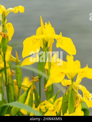 Nahaufnahme einer schönen gelben Iris (Iris pseudacorus) im Sommer Stockfoto