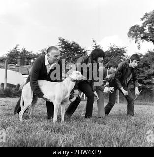 Der schnellste Windhund der Welt und Favorit des Windhundderby Yellow Printer kommt aus seinem bewachten Versteck, um die Rockgruppe The Who zu treffen.Trainer John Bassett mit den WHO-Mitgliedern von links nach rechts: John Entwistle , Keith Moon und Pete Townshend. 20. Mai 1968. Stockfoto