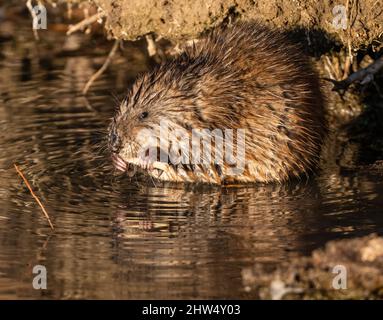 Ein Muskrat hält an seinem gut gekauten Rindenstück mit seinen auffallenden rosa Krallen fest, während er Blickkontakt mit dem Betrachter macht. Im Nahbereich beobachtet. Stockfoto