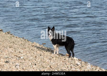 Border Collie nach dem Spielen im Wasser Stockfoto