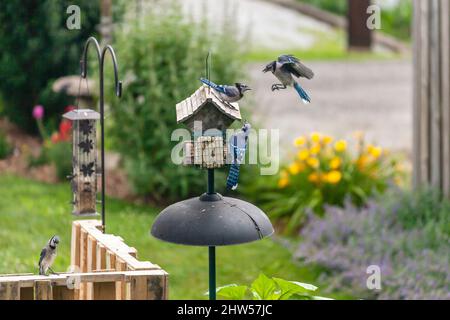 Eine Familie von Blue Jays über für Position an einem Hinterhof Feeder Stockfoto