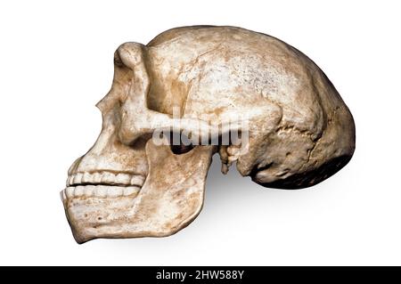 Peking-Mann (Sinanthropus pekinensis), Homo Erectus Stockfoto